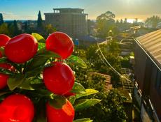 Сдаю 1,5 комнатную квартиру с мини кухней