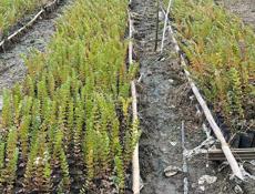 Саженцы серебристого эвкалипта 