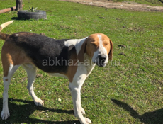 Нашлась собака