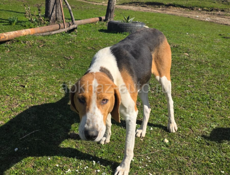 Нашлась собака