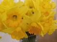 Нарциссы с дому 