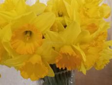 Нарциссы с дому 