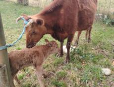 Продаётся корова сегодня родила 60.000