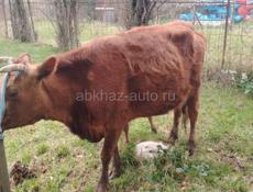 Продаётся корова сегодня родила 60.000