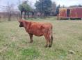 Продаётся корова беременная