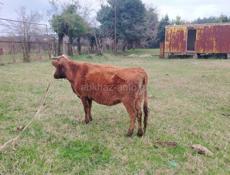 Продаётся корова беременная