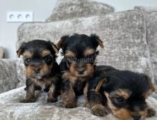 Продаются щенки йоркширского терьера 🐶
