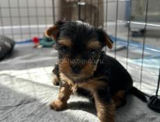 Продаются щенки йоркширского терьера 🐶