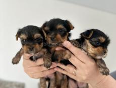 Продаются щенки йоркширского терьера 🐶