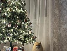 Продается шпиц 