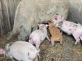 Продаются поросята 