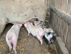Продаются поросята 