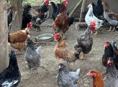 Продаются куры 