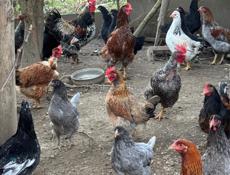 Продаются куры 