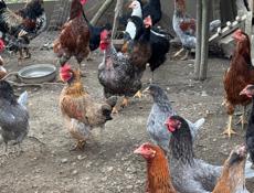 Продаются куры 