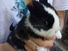 Карликовые кролики.