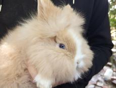 Карликовые кролики.