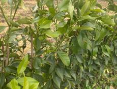 Саженцы лимона и сливы 