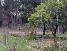 Саженцы лимона и сливы 