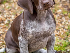 Ищу щенка курцхаара