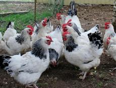 Инкубационное яйцо Адлеровской серебристой