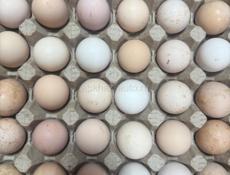 Инкубационное яйцо Адлеровской серебристой