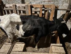 Продаю коров есть доиные 