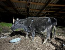 Продаю коров есть доиные 