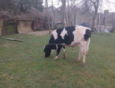 Продаю бычка 70-75