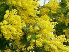 продаём мимозу одна коробка  1700 , принимаем заказ на любои объём