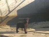 Щенки немецкой овчарки