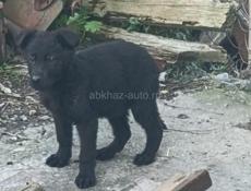 Щенки немецкой овчарки