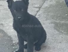 Щенки немецкой овчарки