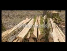 Акацияиколушки