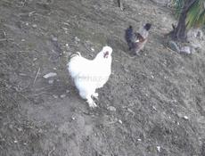 Гудаутский район , калдахвара 