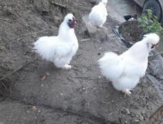 Гудаутский район , калдахвара 