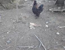 Гудаутский район , калдахвара 