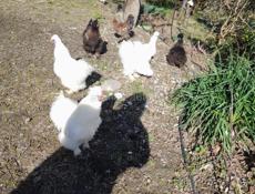 Гудаутский район , калдахвара 