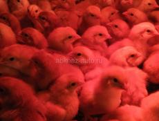 Цыплята ред бро