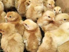 Цыплята ред бро