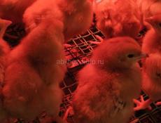 Цыплята ред бро