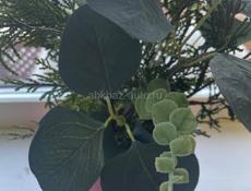 Женщине требуется помощница