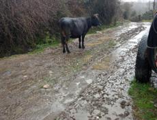 Корова срочно 