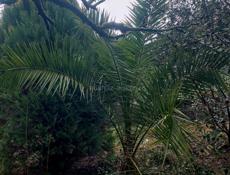 Продается Палма финик 