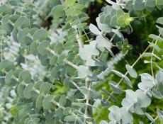 Саженцы  Эвкалипта