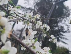 Уличные растения