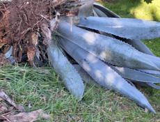 Уличные растения