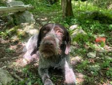 Чистокровный дратхар