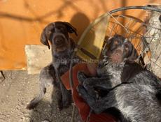 Чистокровный дратхар