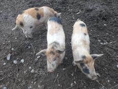 Продаю поросят 